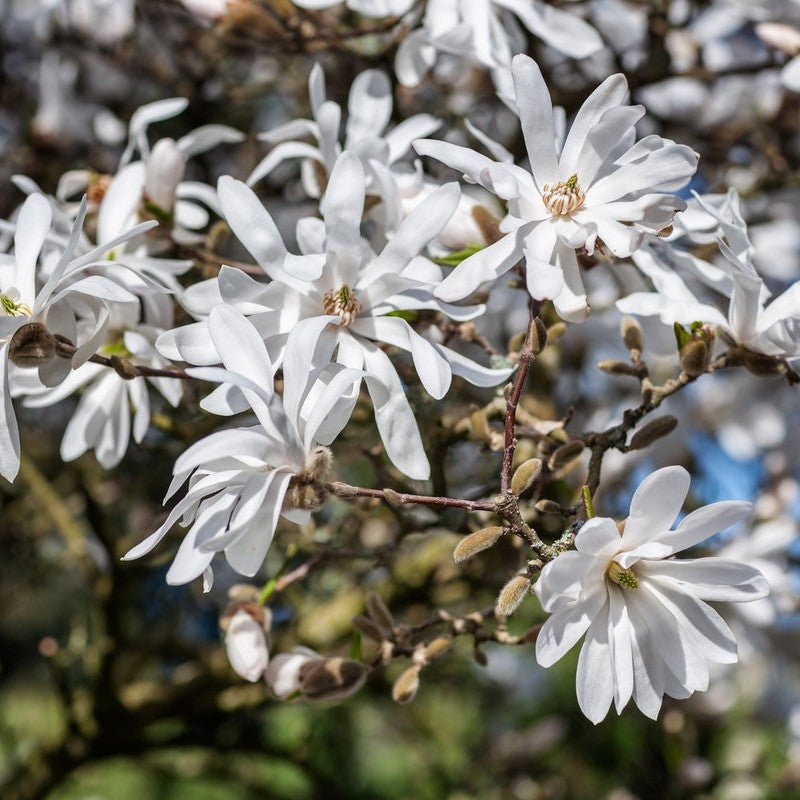 Magnolia étoilé - Pepinieres du Plessis-Luzarches