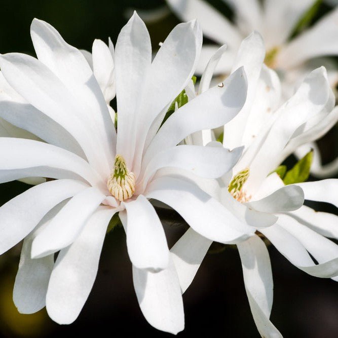 Magnolia étoilé - Pepinieres du Plessis-Luzarches