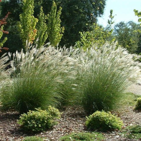 Miscanthus Sinensis 'Adagio' - Pepinieres du Plessis - Luzarches