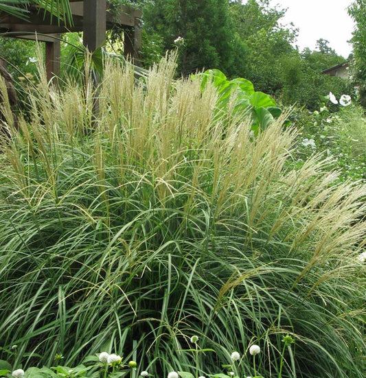 Miscanthus Sinensis 'Adagio' - Pepinieres du Plessis - Luzarches