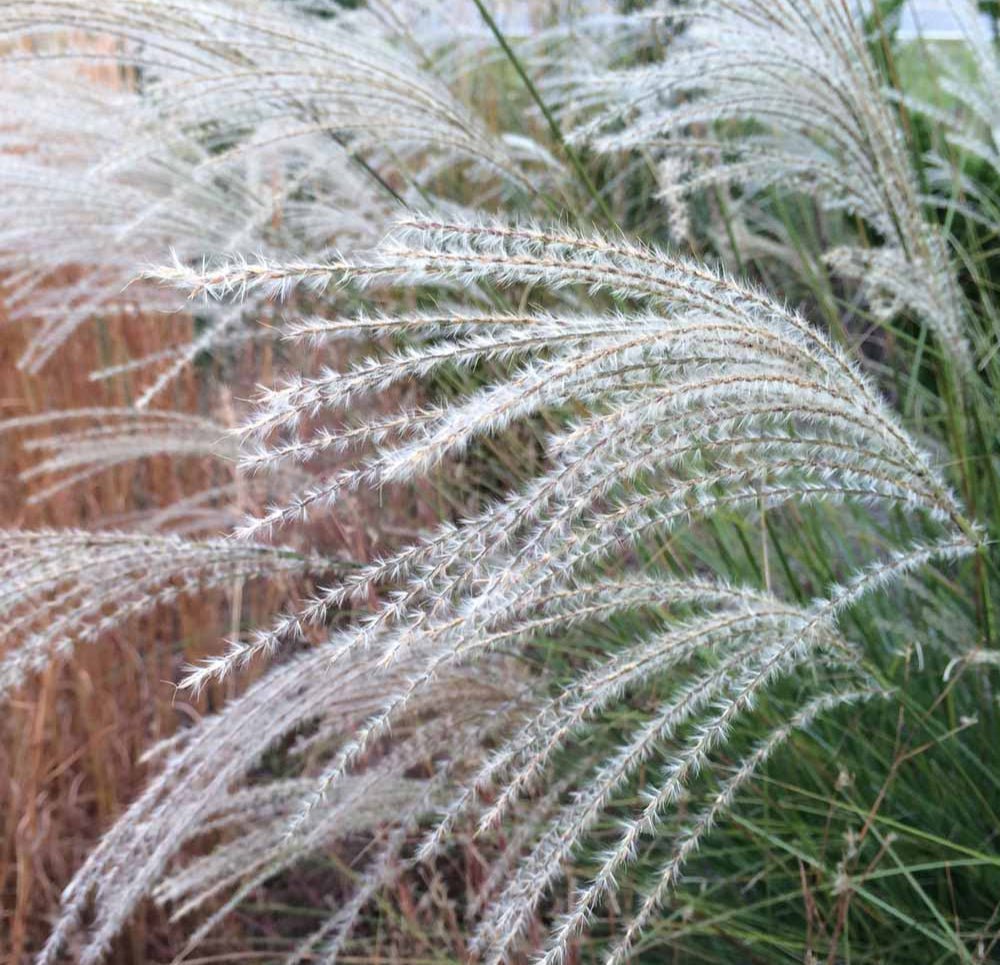 Miscanthus Sinensis 'Graziella' - Pepinieres du Plessis - Luzarches