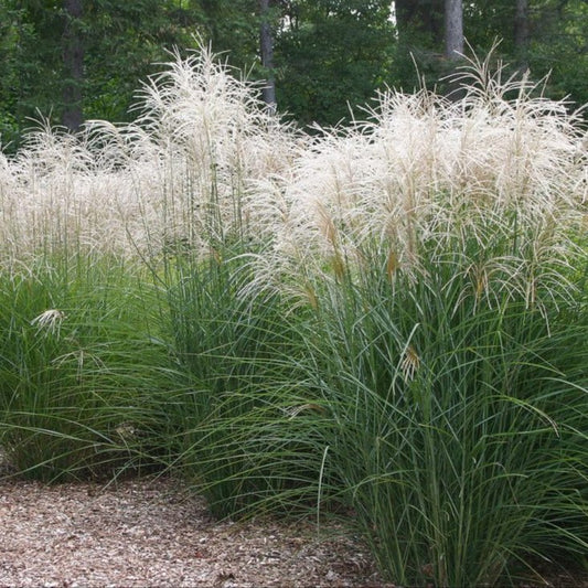 Miscanthus Sinensis 'Graziella' - Pepinieres du Plessis - Luzarches