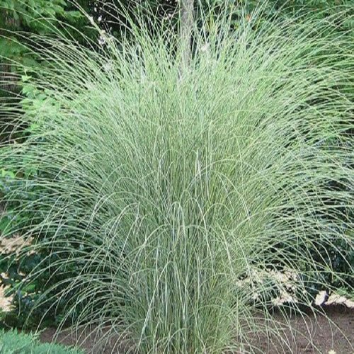 Miscanthus Sinensis 'Morning Light' - Pepinieres du Plessis - Luzarches
