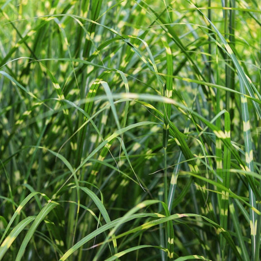 Miscanthus Sinensis 'Zebrinus' - Pepinieres du Plessis - Luzarches