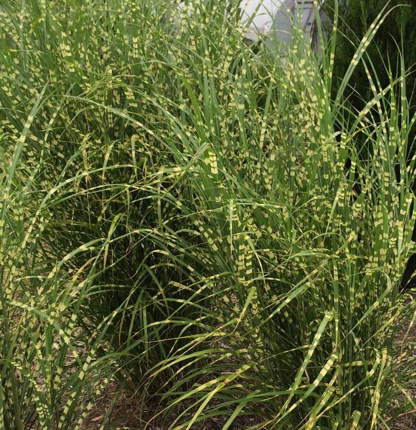 Miscanthus Sinensis 'Zebrinus' - Pepinieres du Plessis - Luzarches