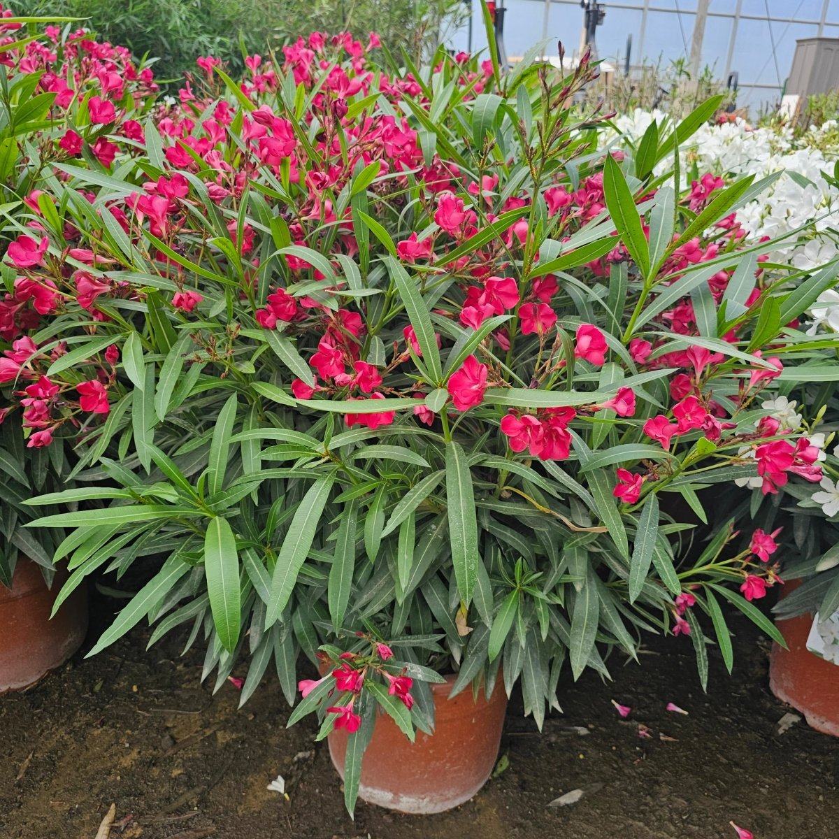 Nerium Oleander - Pepinieres du Plessis-Luzarches