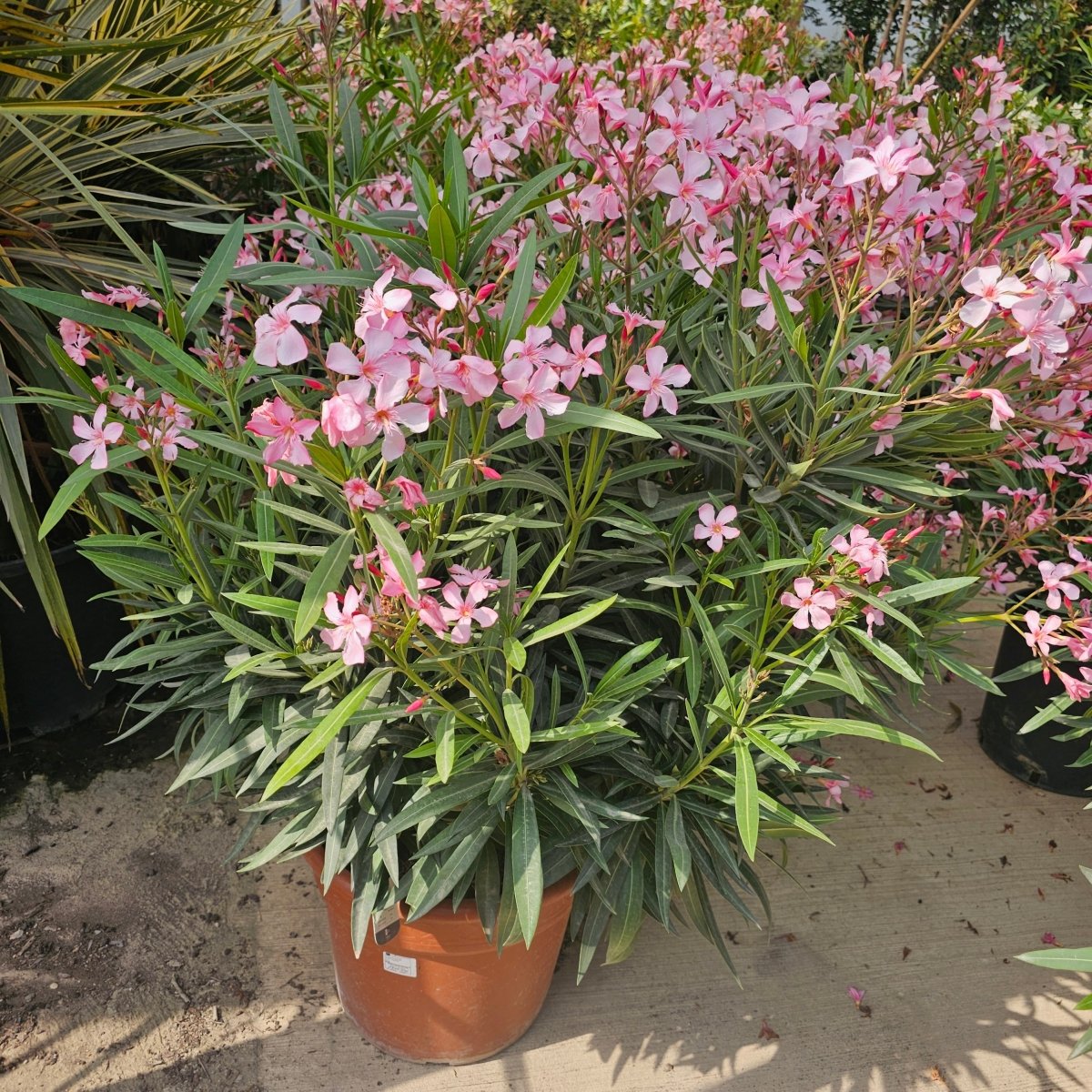 Nerium Oleander - Pepinieres du Plessis-Luzarches