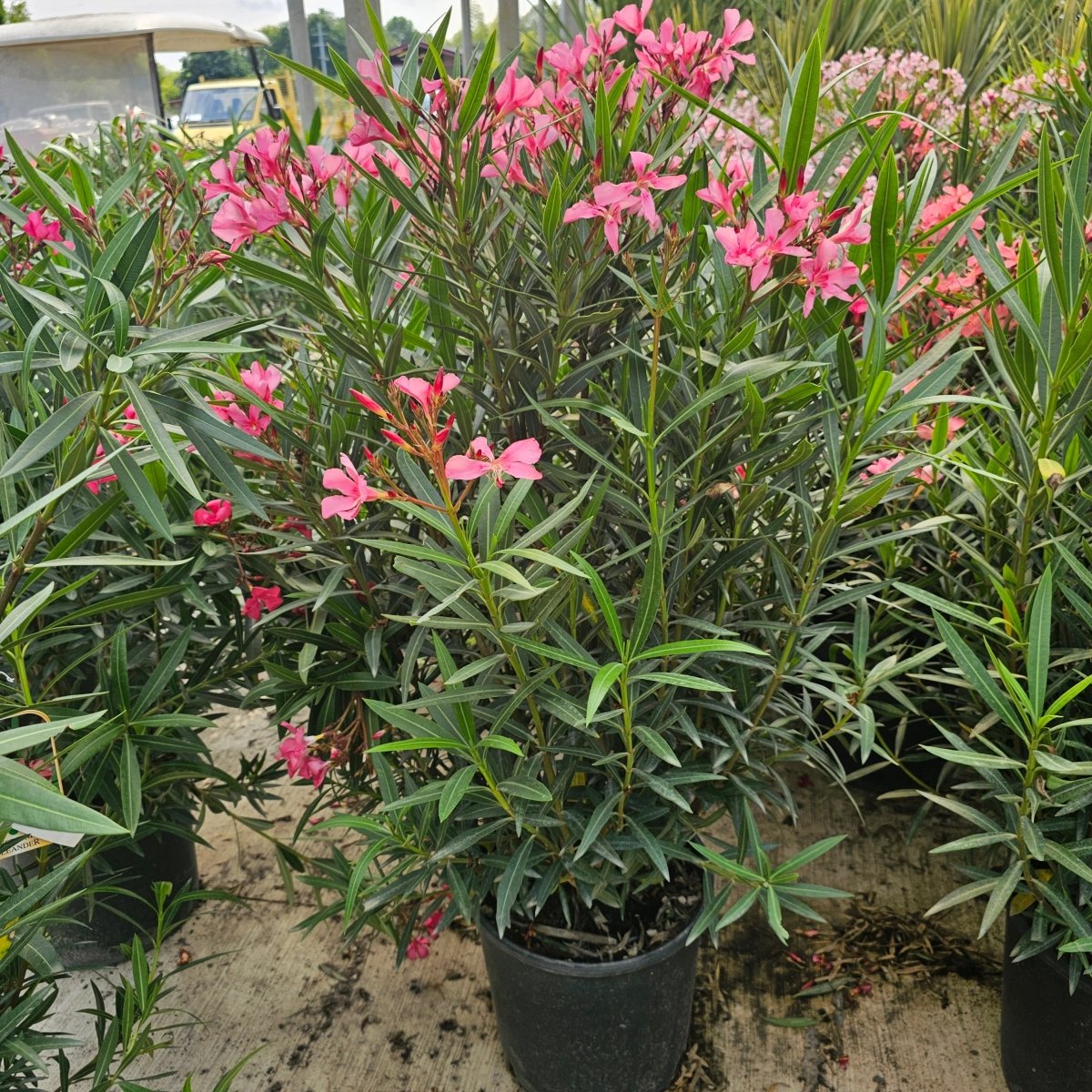 Nerium Oleander - Pepinieres du Plessis-Luzarches