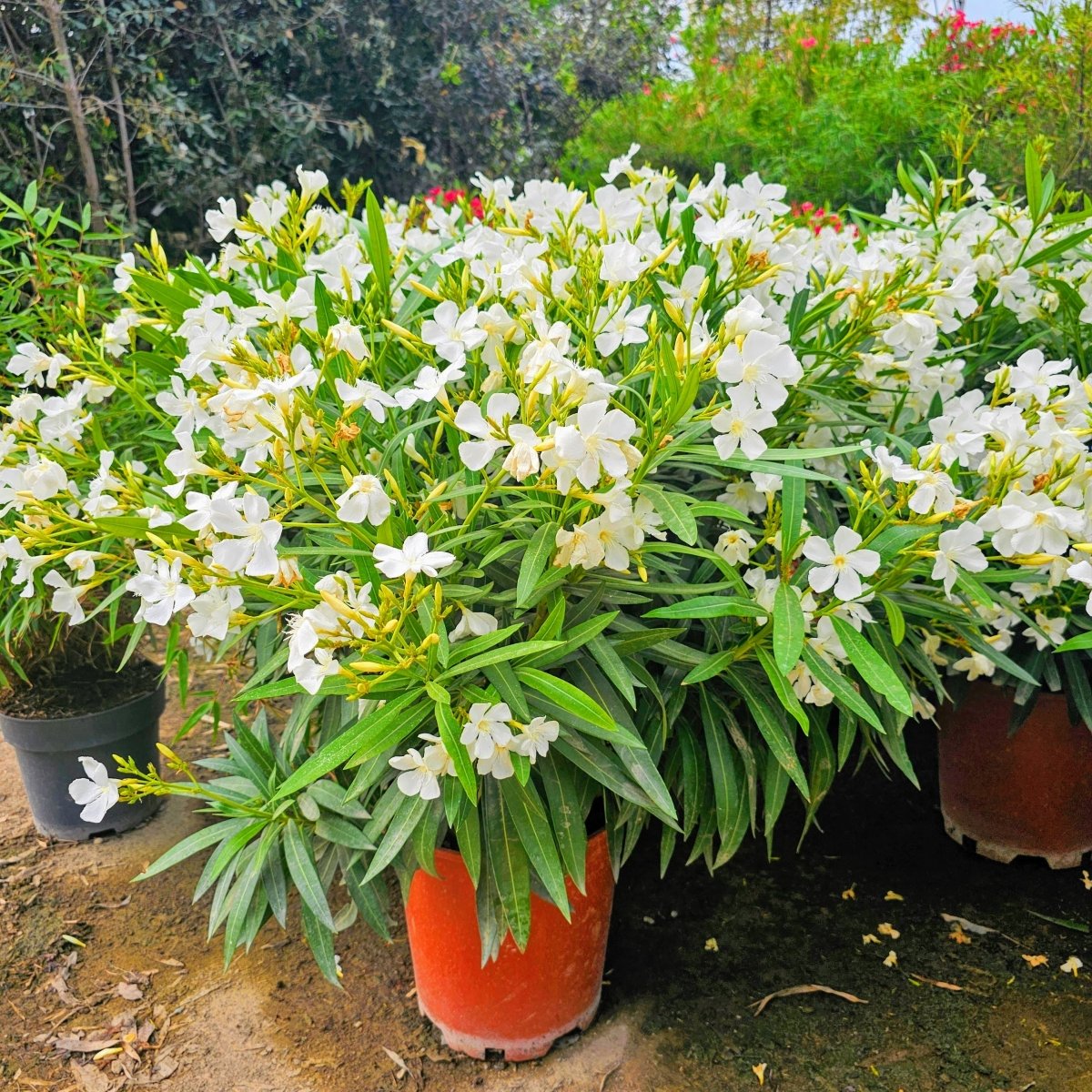 Nerium Oleander - Pepinieres du Plessis-Luzarches
