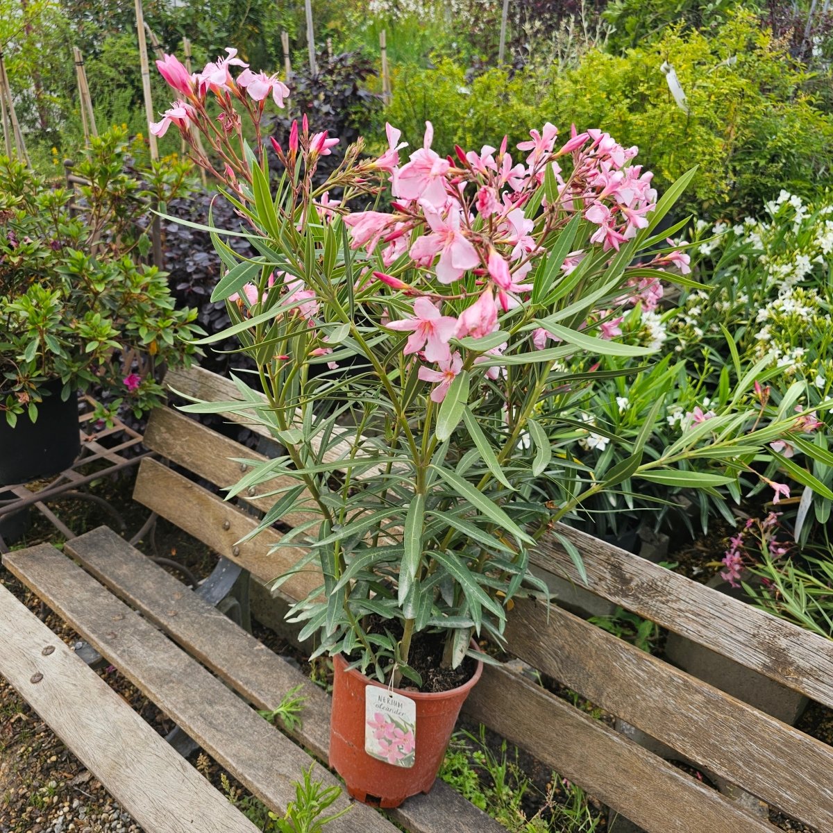 Nerium Oleander - Pepinieres du Plessis-Luzarches