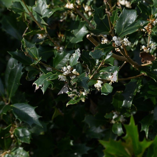 Osmanthe heterophyllus - Pepinieres du Plessis-Luzarches