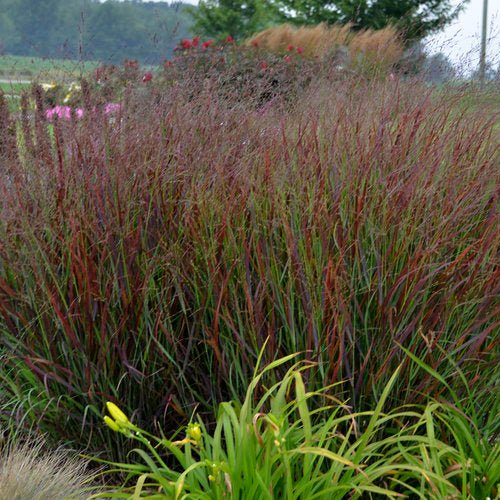 Panicum Virgatum 'Cheyenne Sky' - Pepinieres du Plessis - Luzarches