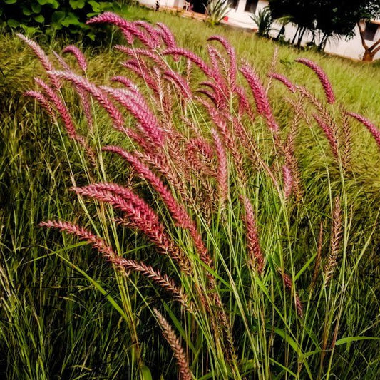 Panicum Virgatum 'Rehbraun' - Pepinieres du Plessis - Luzarches