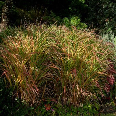 Panicum Virgatum 'Warrior' - Pepinieres du Plessis - Luzarches