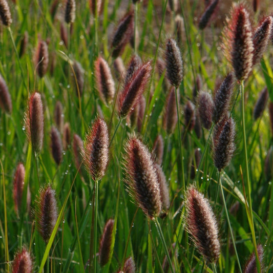 Pennisetum Messiacum 'Red Buttons' - Pepinieres du Plessis - Luzarches