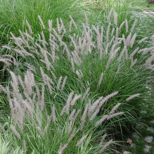 Pennisetum Orientale - Pepinieres du Plessis - Luzarches