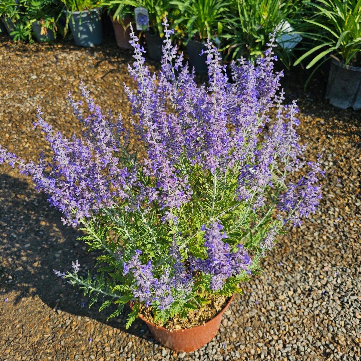 Perowskia Atriplicifolia Lacey Blue - Pepinieres du Plessis-Luzarches