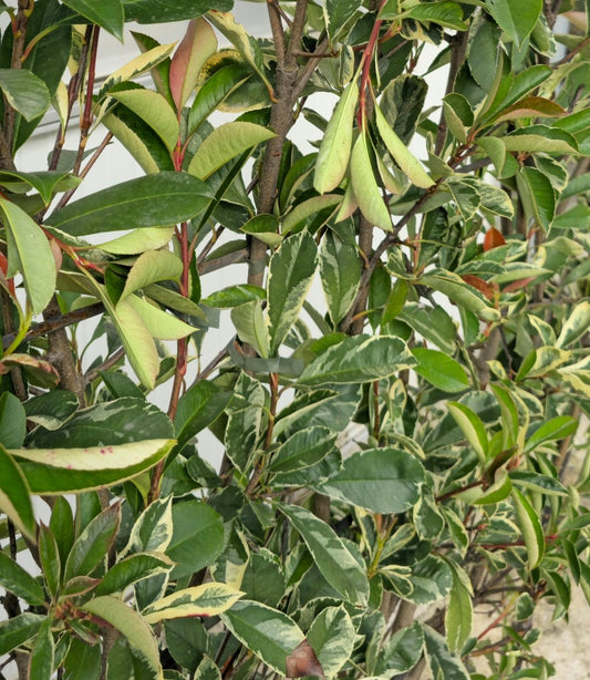 Photinia de Fraser (Pink Marble) - Pepinieres du Plessis - Luzarches