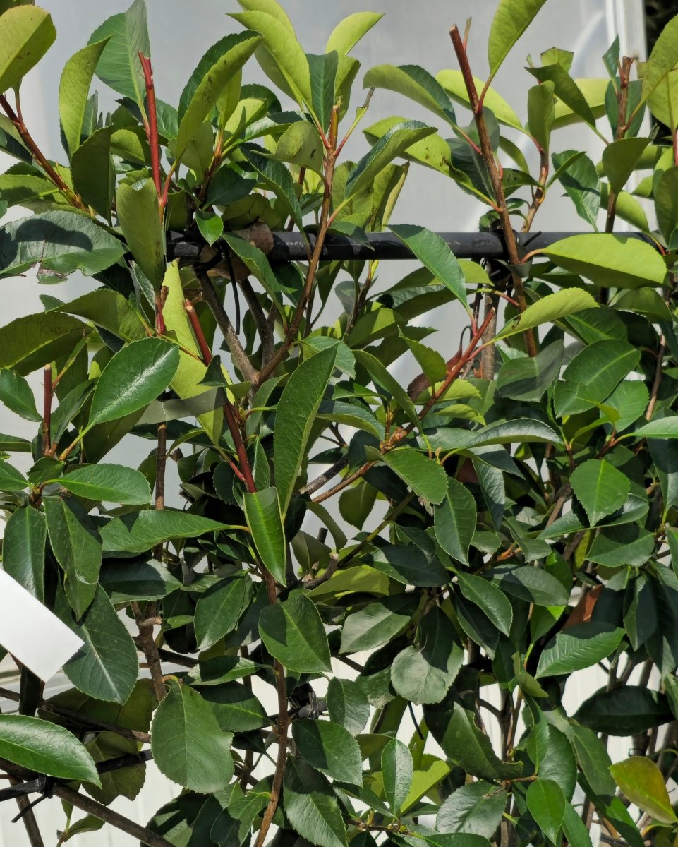 Photinia 'Red Robin' - Pepinieres du Plessis - Luzarches