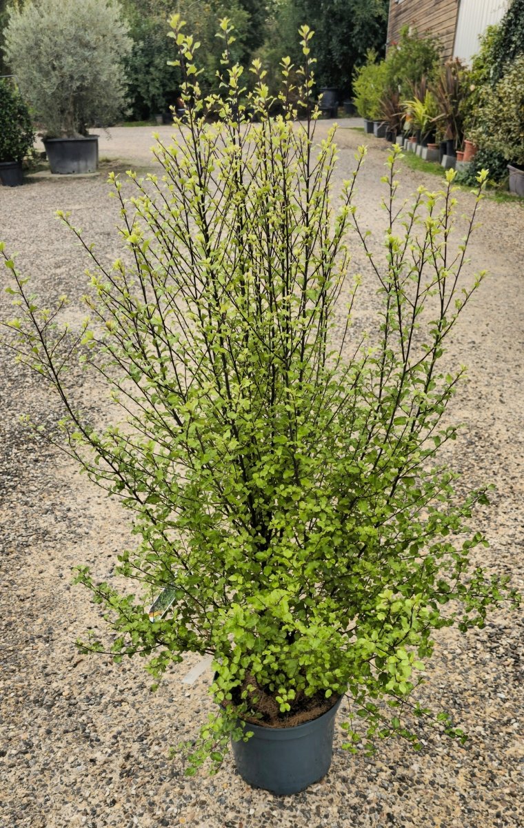 Pittospore à petites feuilles (Cratus) - Pepinieres du Plessis - Luzarches