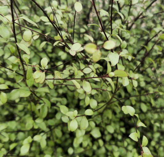 Pittospore à petites feuilles (Green Elf) - Pepinieres du Plessis - Luzarches