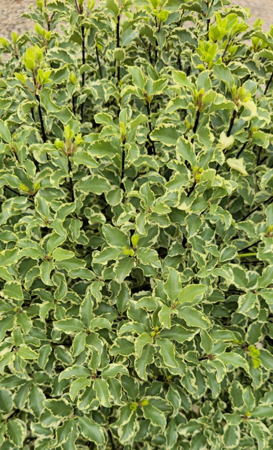 Pittospore à petites feuilles (Variegatum) - Pepinieres du Plessis - Luzarches