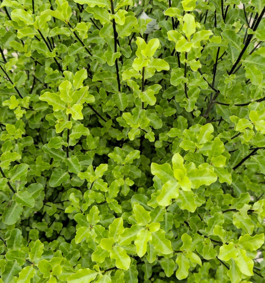 Pittosporum à petites feuilles (Mahi) - Pepinieres du Plessis - Luzarches