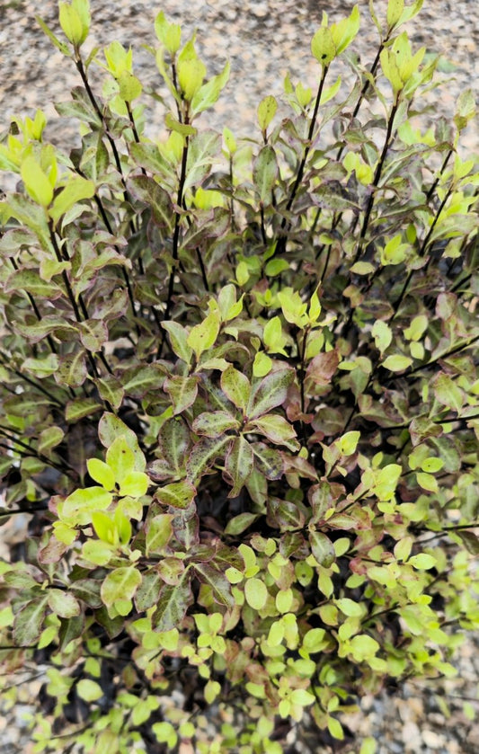 Pittosporum à petites feuilles (Tom Thumb) - Pepinieres du Plessis - Luzarches