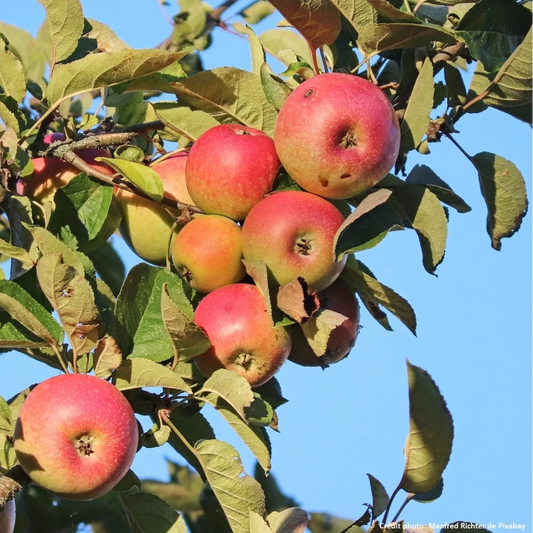 Pommier Belle de Boskoop - Pepinieres du Plessis-Luzarches