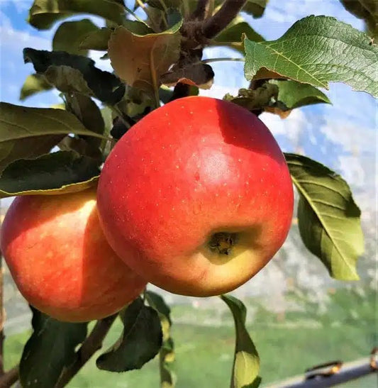 Pommier Calville Rouge - Pepinieres du Plessis-Luzarches
