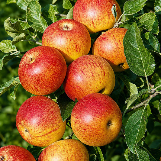 Pommier Cox's Orange Pippin - Pepinieres du Plessis-Luzarches