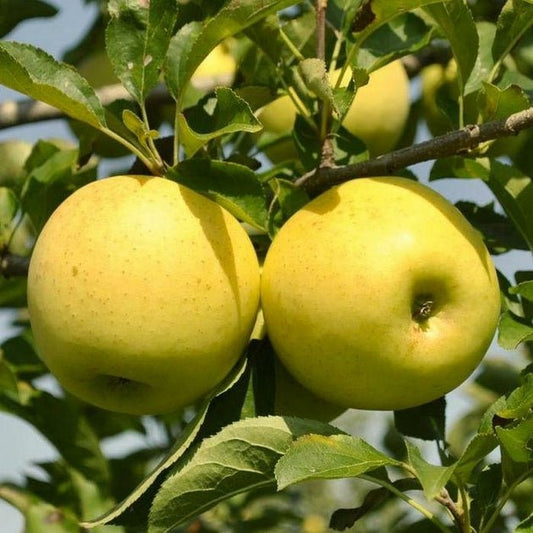 Pommier Golden Delicious - Pepinieres du Plessis-Luzarches