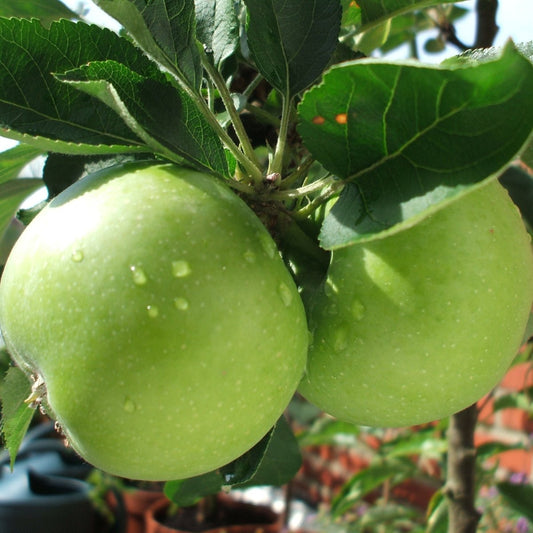 Pommier Granny Smith - Pepinieres du Plessis-Luzarches
