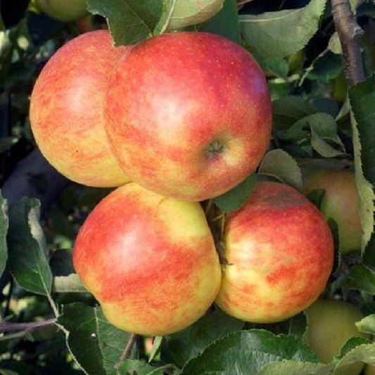 Pommier Jonagold - Pepinieres du Plessis-Luzarches