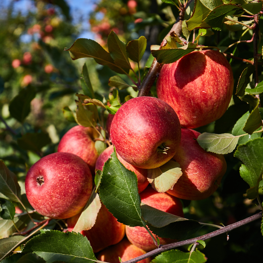 Pommier Melrose - Pepinieres du Plessis-Luzarches