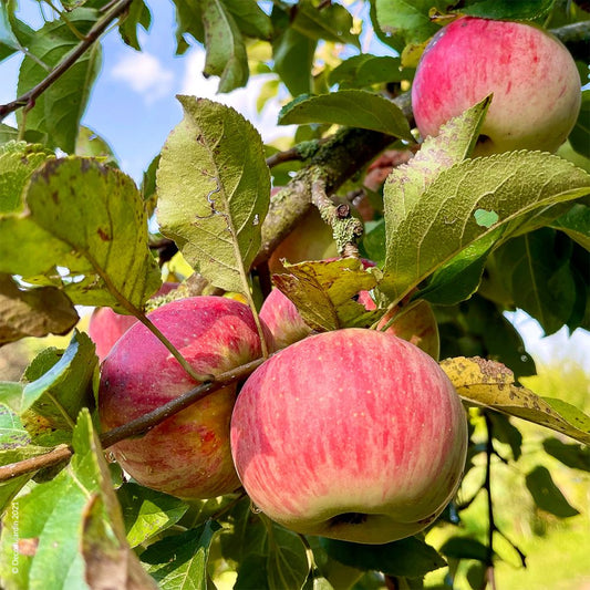 Pommier Reine des Reinettes - Pepinieres du Plessis-Luzarches