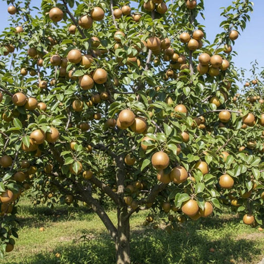 Pommier Reinette du Canada - Pepinieres du Plessis-Luzarches