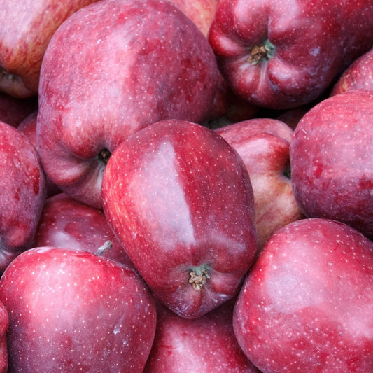 Pommier Starking Delicious - Pepinieres du Plessis-Luzarches