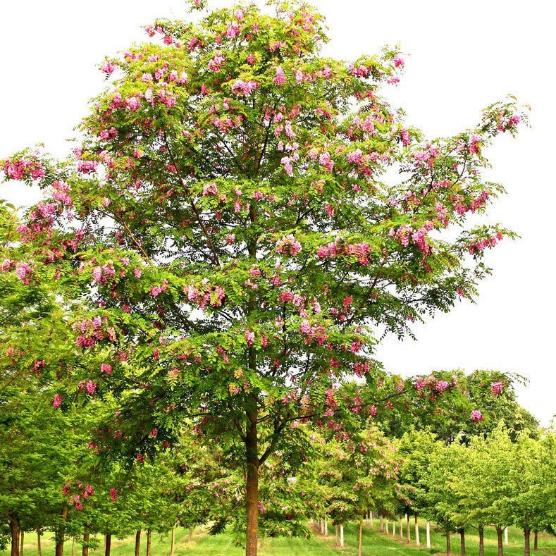 Robinier Faux Acacia 'Casque rouge' - Pepinieres du Plessis-Luzarches