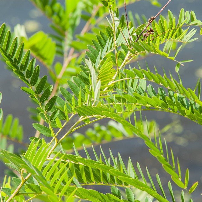 Robinier Faux Acacia 'Commun' - Pepinieres du Plessis-Luzarches