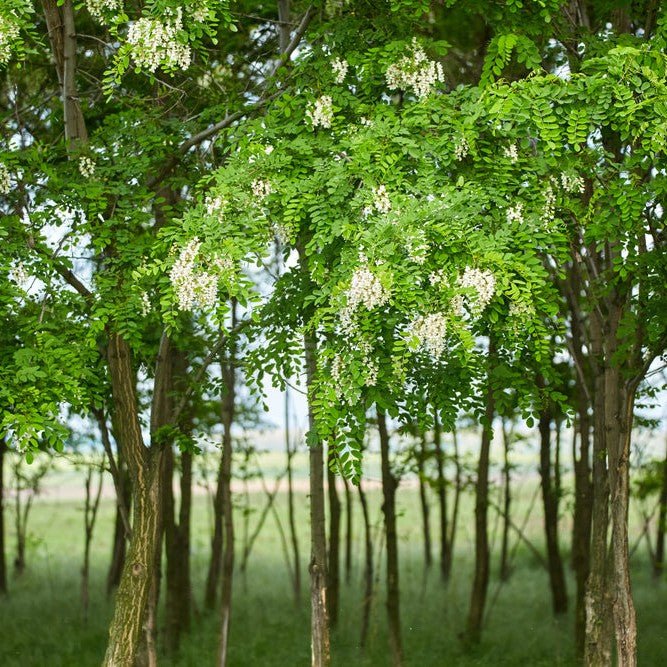 Robinier Faux Acacia 'Commun' - Pepinieres du Plessis-Luzarches