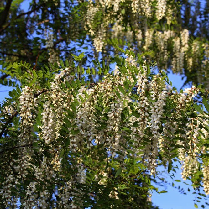 Robinier Faux Acacia 'Commun' - Pepinieres du Plessis-Luzarches