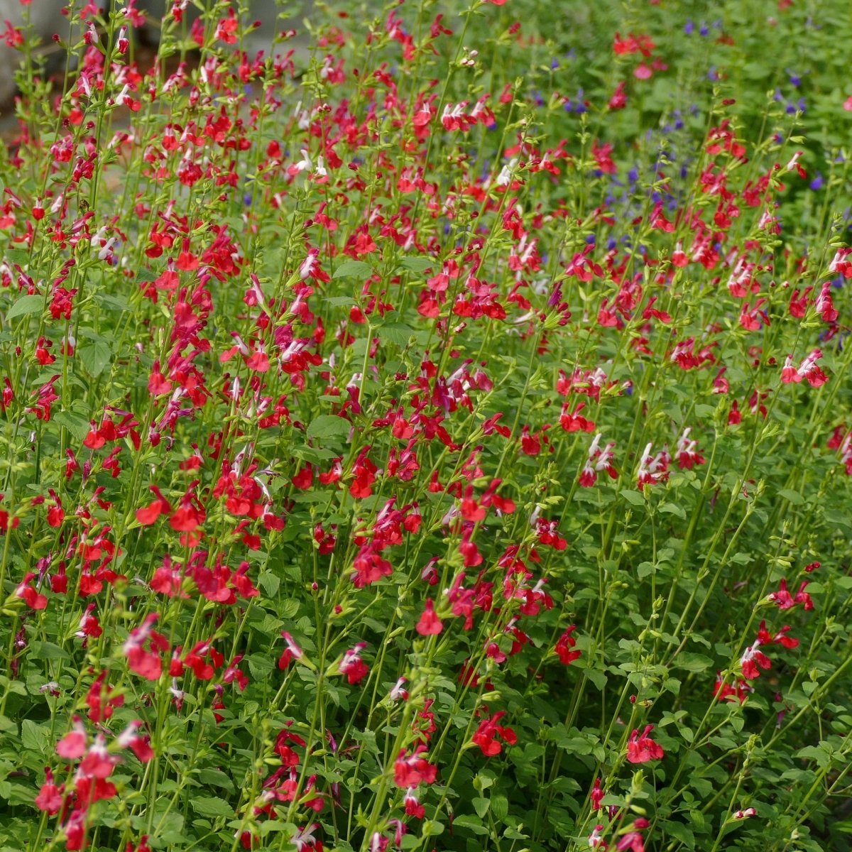 Salvia Microphylla Hot lips - Pepinieres du Plessis-Luzarches