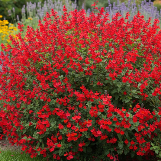 Salvia microphylla Royal Bumble