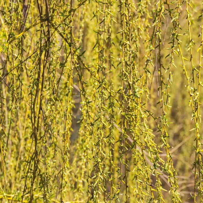 Saule pleureur à bois doré ou de Babylone - Pepinieres du Plessis-Luzarches