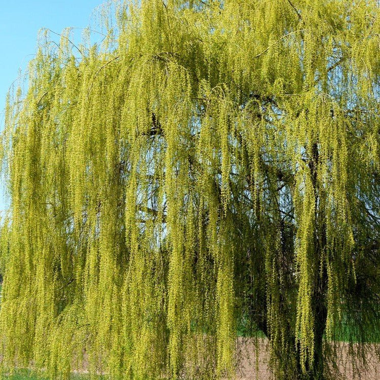 Saule pleureur à bois doré ou de Babylone - Pepinieres du Plessis-Luzarches