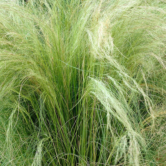 Stipa Tenuissima 'Pony Tails' - Pepinieres du Plessis - Luzarches
