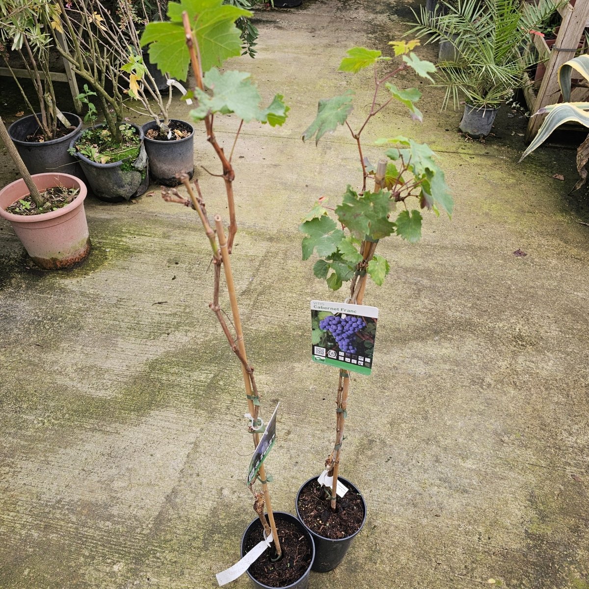 Vitis Cabernet Franc - Pepinieres du Plessis-Luzarches