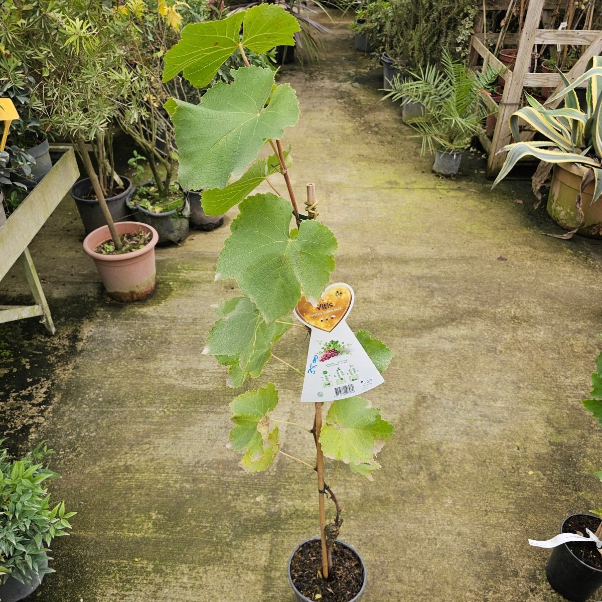 Vitis Vin. Suffolk Red - Pepinieres du Plessis-Luzarches