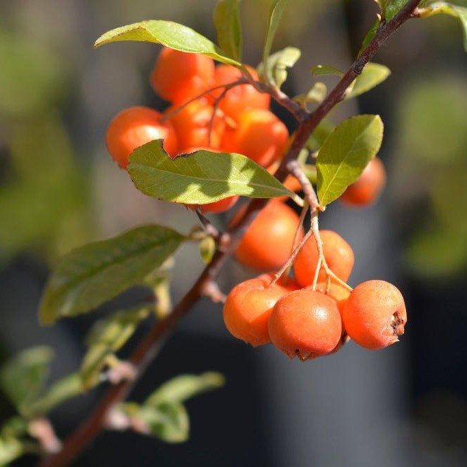 Buisson ardent 'Orange Glow' - Pepinieres du Plessis-Luzarches